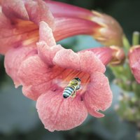 ..... :: Шумер +