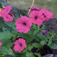 Петуния :: Светлана Ищенко