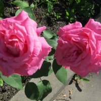 Две сестры :: Дмитрий Никитин