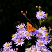 ** :: Vlad Сергиевич ** :: Vlad Сергиевич