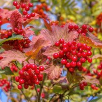 Осень :: Владимир Колесников