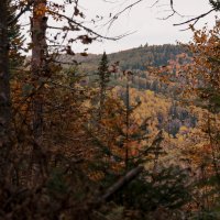 В глубине таёжного леса. :: Вадим Басов