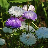 Семейка астр :: Светлана 