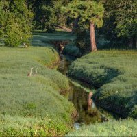 Утро :: **** vedin