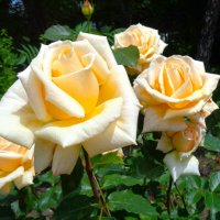 Розы :: Наталья 