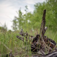 Коряг :: sorovey Sol Коряг :: sorovey Sol