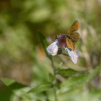 Три грации. :: Дина Евсеева