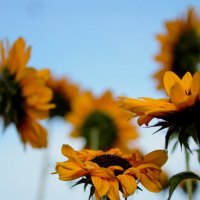 ...последнее солнце.. :: Георгий Никонов