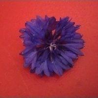 Василёк :: Дмитрий Никитин