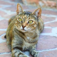 Монастырский котик. :: Оля Богданович