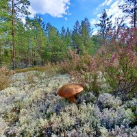 Сезон белых. :: Юрий 