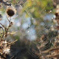 *** :: Надежда Куркина 