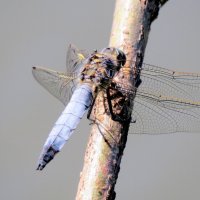 опять про стрекоз 29 :: Александр Прокудин опять про стрекоз 29 :: Александр Прокудин