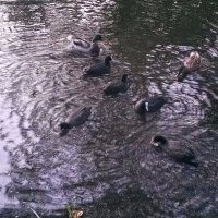 Лысухи :: Сапсан Лысухи :: Сапсан