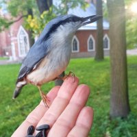 Поползень :: Сапсан 