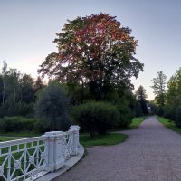 Осень :: Сапсан 