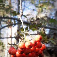 Сентябрь :: Наталья Герасимова