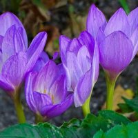 Безвременники на городской клумбе. :: Милешкин Владимир Алексеевич 