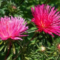 Цветы осени :: Ольга 