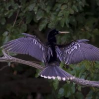 Американская змеешейка :: Aleksey Afonin