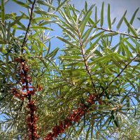 Облепиха в парке Тондираба :: Veera V