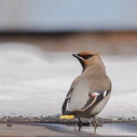 Свиристель :: Виктор Иванович Чернюк Свиристель :: Виктор Иванович Чернюк