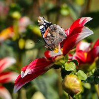 Бабочка :: Анатолий Шумилин