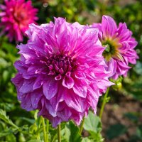 Георгина :: Анатолий Шумилин Георгина :: Анатолий Шумилин