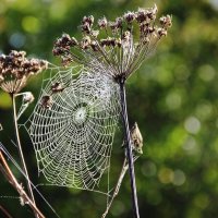 Пусть меня научит.. :: Евгений Корьевщиков