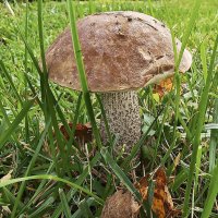 На даче вырос :: Валерий Иванович На даче вырос :: Валерий Иванович