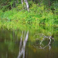 Лесное озеро :: Татьяна Лютаева