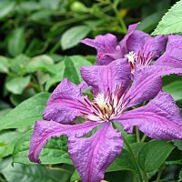 Цветы. :: Владимир Драгунский