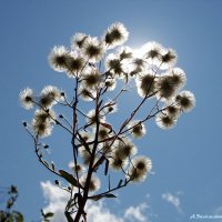 Сентябрьские мотивы... :: Андрей Заломленков Сентябрьские мотивы... :: Андрей Заломленков