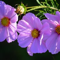 Бабье лето :: Татьяна Лютаева Бабье лето :: Татьяна Лютаева