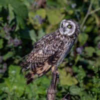 сова болотная. :: юрий макаров