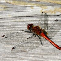 Москва. Август в Аптекарском огороде. :: Наташа *****