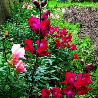 Львиный зев цветёт :: Людмила Смородинская