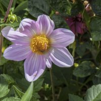 Сиреневая георгина :: Валентин Семчишин