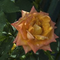 Оранжевая  роза Флорибунда :: Валентин Семчишин