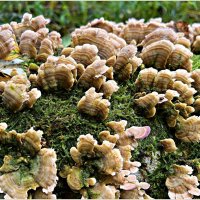 Трутовик Траметес  разноцветный. :: Валерия Комова