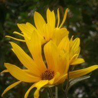 Осеннее :: Елена Семигина