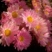 Море хризантем :: Елена Семигина Море хризантем :: Елена Семигина