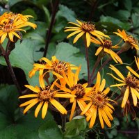 Бузульник :: Рита Симонова