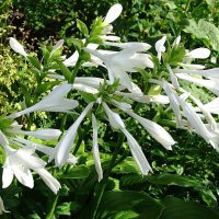 Хоста :: Рита Симонова