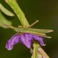 Акрида... :: Александр Посошенко Акрида... :: Александр Посошенко