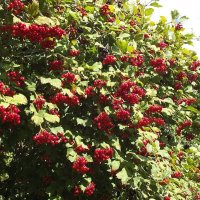 Калины урожай :: Freddy 97