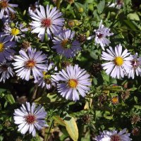 Сентябринки :: Freddy 97