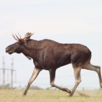 . :: Сергей Асташонок