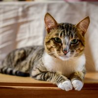 Котик :: Grishkov S.M.