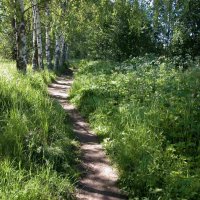 Тропа в березовой аллее :: Наталья Лунева 